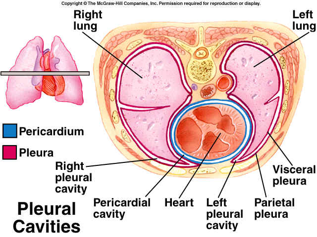 pleural cavities.jpg